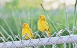 Birdbath