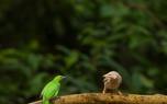 Garden birds