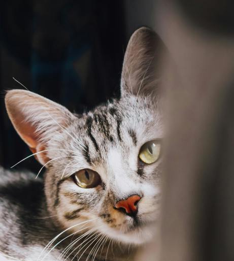 Cat overview