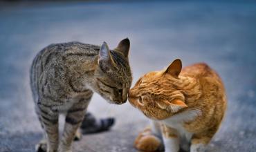 Cat nutrition