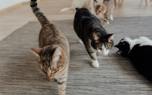 Cat playtime