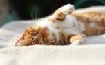 Cat grooming