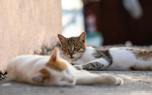 Cat napping