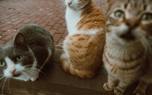 Cat exploration