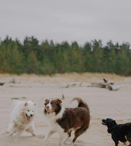 Dog overview