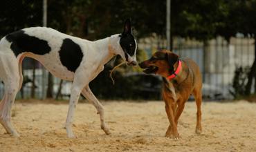 Dog nutrition