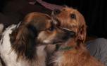 Dog training
