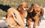 Dog playtime