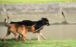 Dog grooming