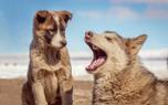 Dog walking