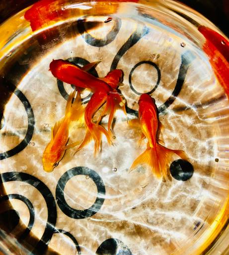 Fish and aquatic pets overview