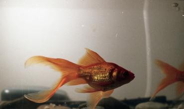 Feeding habits