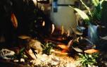 Live plants