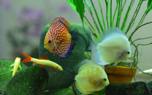 Tank decorations