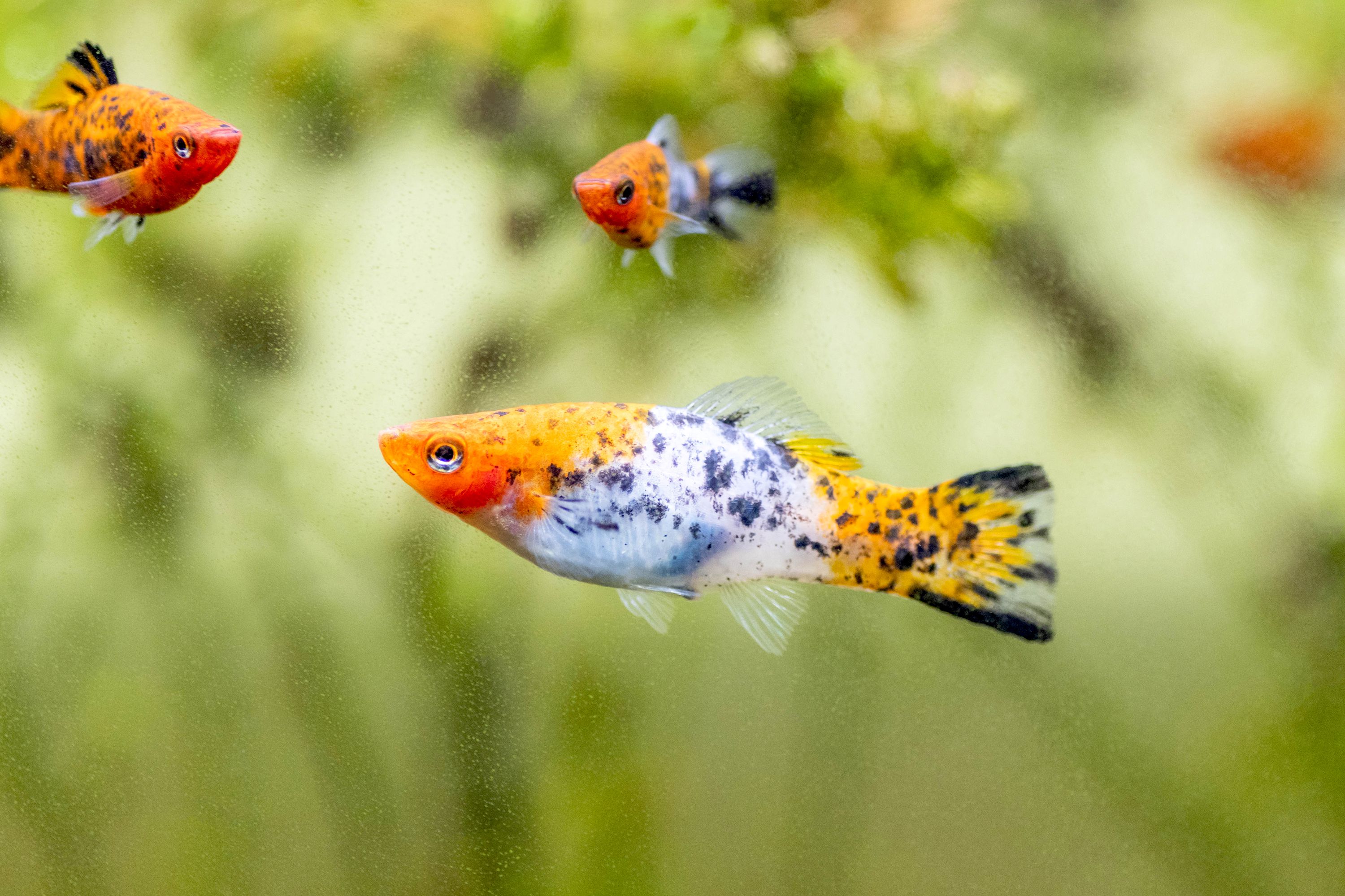 Fish & Aquatic Pets
