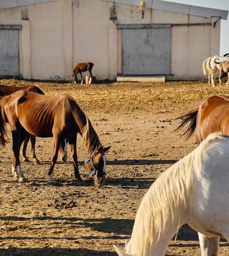 Horse overview
