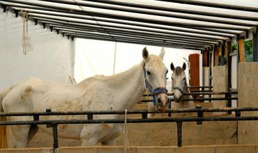 Shelter and bedding