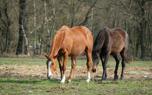 Hoof care