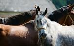 Horse bonding