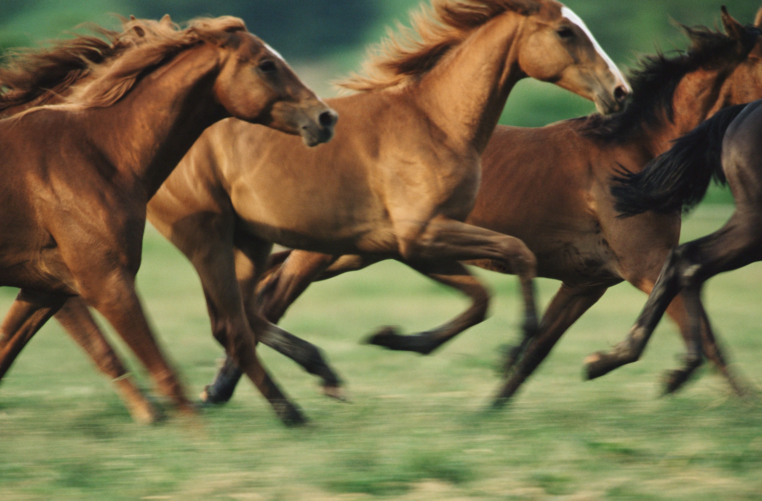 Horses