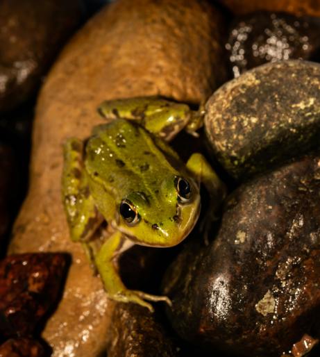 Reptiles and Amphibians overview
