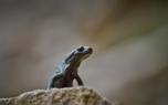 Bearded dragon care