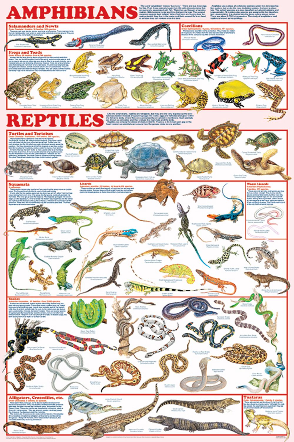 Reptiles & Amphibians