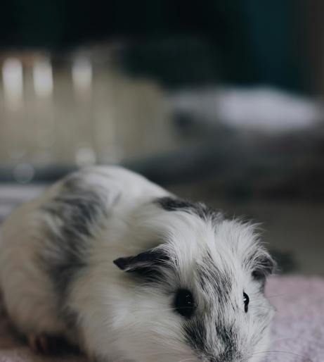 Small animal overview