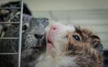 Hamster care