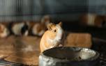 Guinea pig nutrition