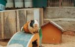 Rabbit habitat