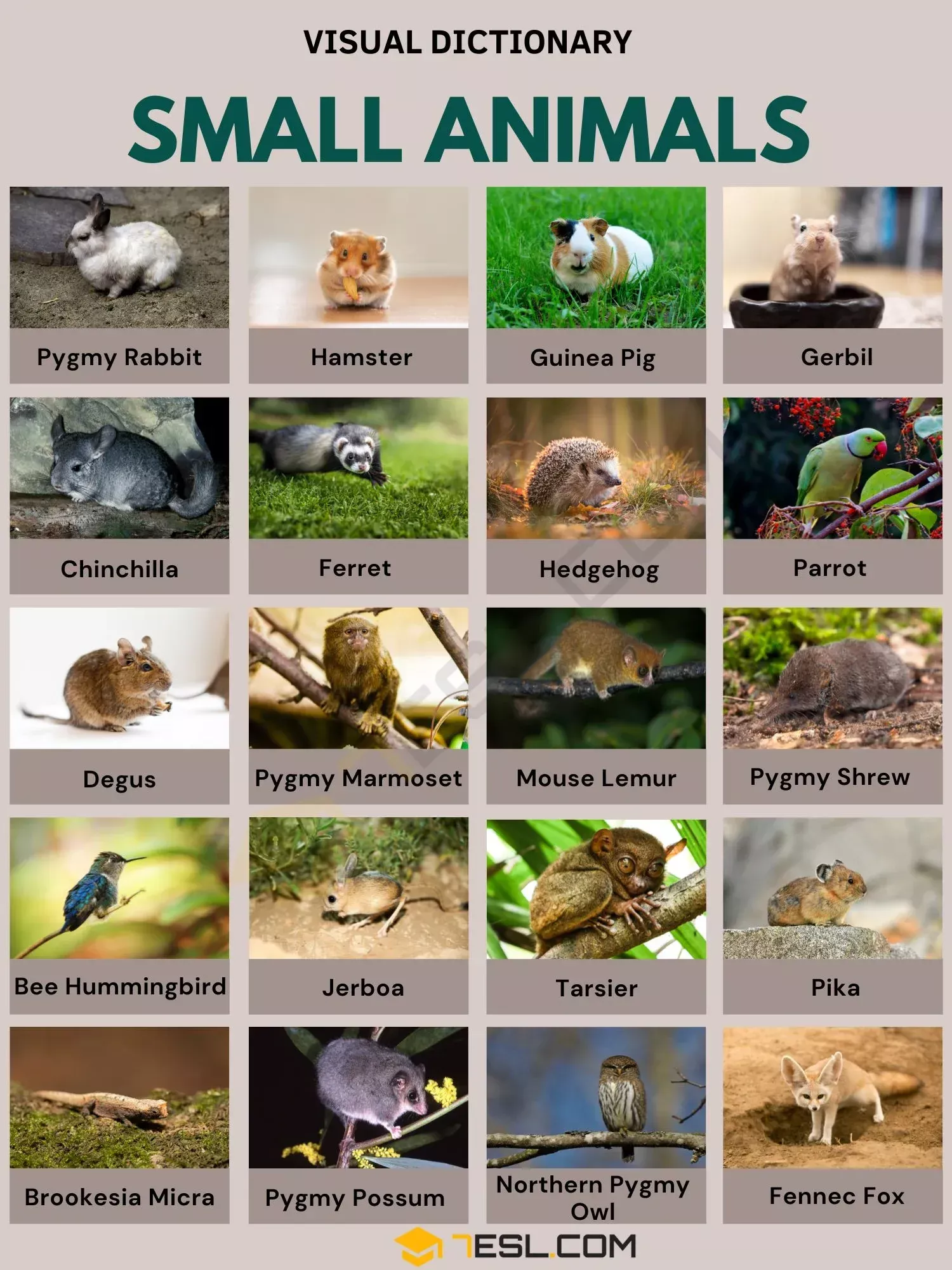 Small Animals