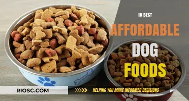 Top Budget-Friendly Dog Food Options: Quality Nutrition Without Breaking the Bank