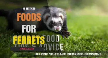 Top-Rated Cat Foods That Ferrets Love: A Comprehensive Guide