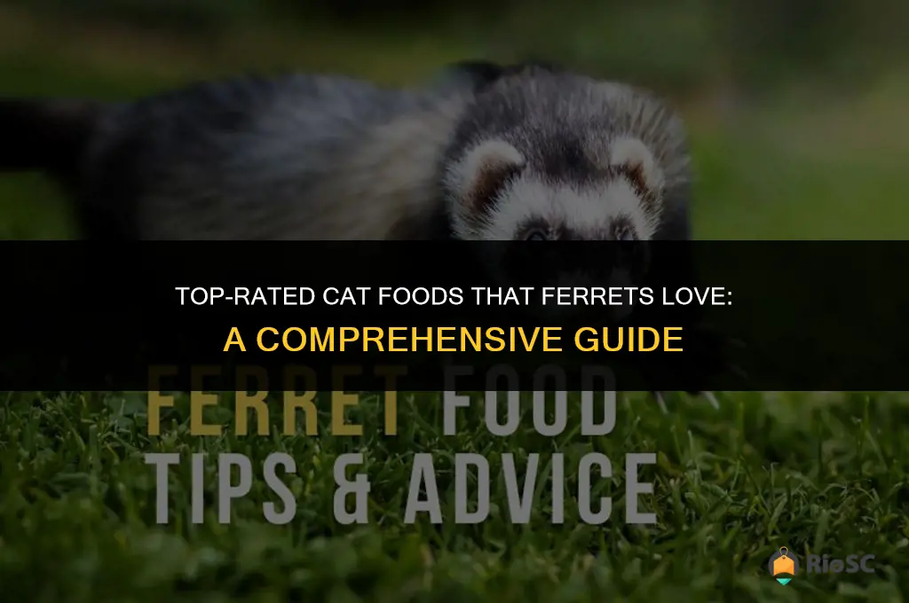10 best cat foods for ferrets