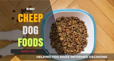 Affordable Nutrition: Top Budget-Friendly Dog Food Options