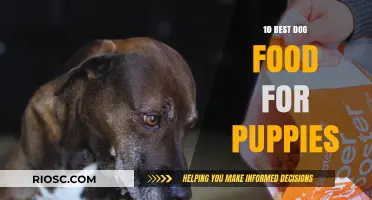 Top-Rated Puppy Chow: Nourishing Your Furry Friend's Growth