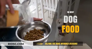 Top-Rated Dog Foods: A Comprehensive Guide to Nutritious Options for Your Furry Friend