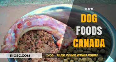 Top-Rated Dog Foods in Canada: A Comprehensive Guide for Pet Owners