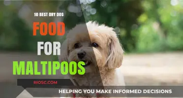 Top Dry Dog Food Picks for Maltipoos: A Comprehensive Guide
