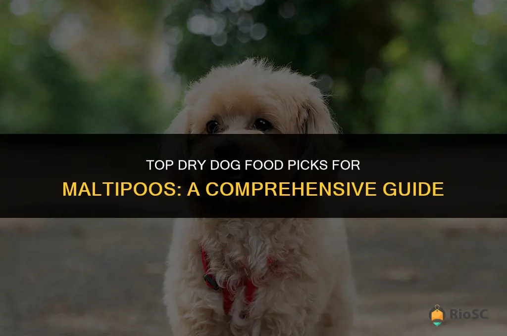 10 best dry dog food for maltipoos