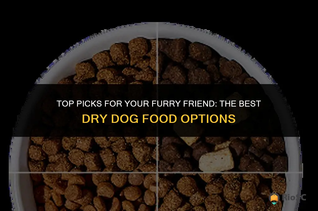 10 best dry dog food