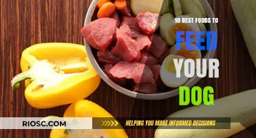 Nutritious Delights: Top Dog-Friendly Foods for a Healthy Pup