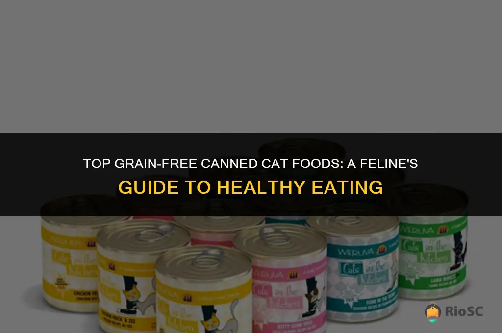 10 best grain free canned cat foods
