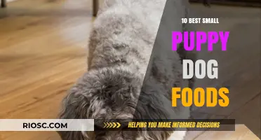 Top-Rated Small Puppy Dog Foods: A Comprehensive Guide for New Pet Owners