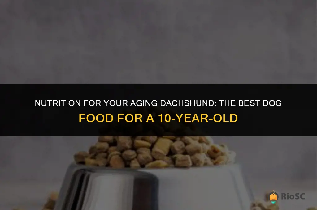 10 year old dachshund best dog food to eat