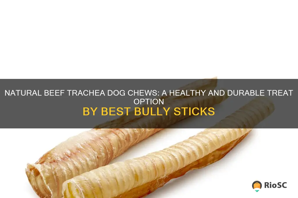 100 natural beef trachea dog chews by best bully sticks
