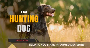 Top Hunting Dog Breeds: Two Canine Companions That Excel in the Field