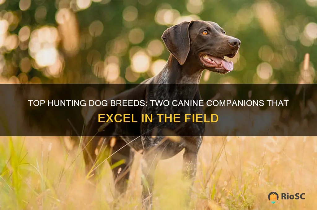 2 best hunting dog