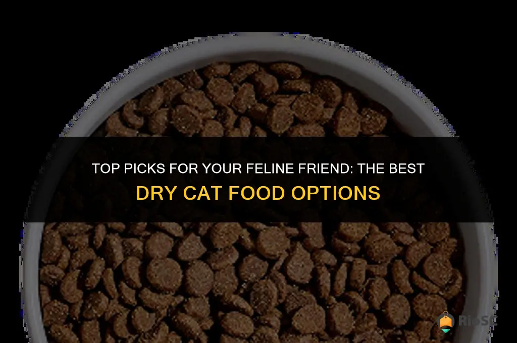 20 best dry cat food